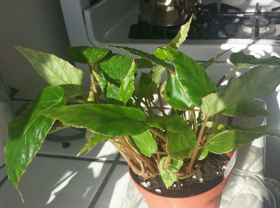B. perakensis var. perakensis